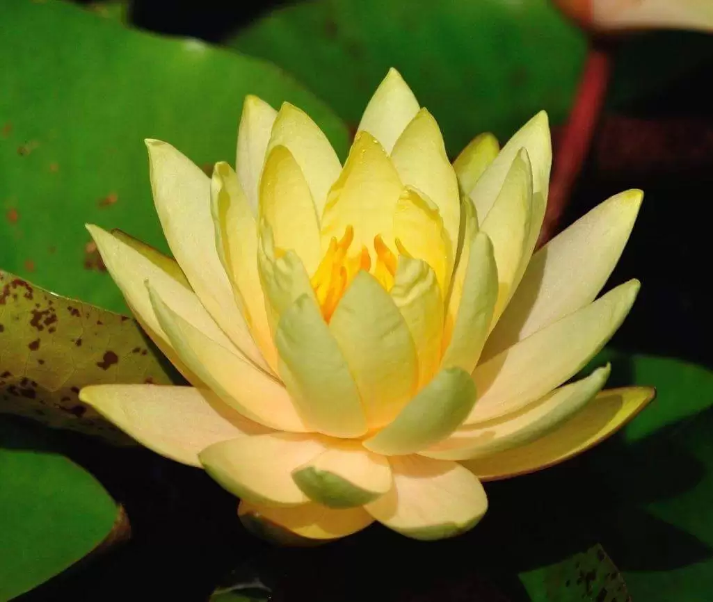 NGƯỜI ĐÃ QUÊN TA