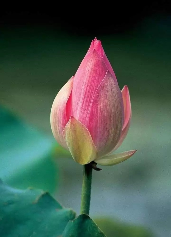 CHỊ TÔI CHƯA LẤY CHỒNG