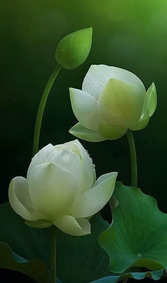 ĐÀN BÀ VÀ NHỮNG NỖI ĐAU