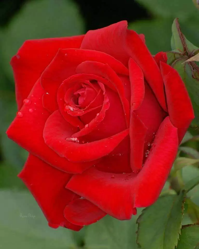 THẦM GỌI DẤU YÊU