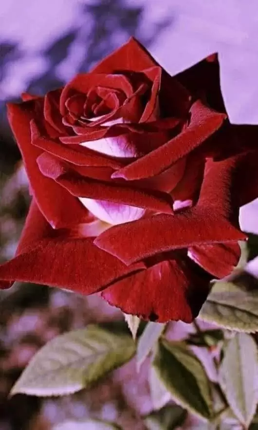 TÌNH GIẤU TRONG TIM