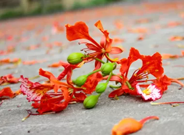 ĐÓA HỒNG CHO MÙA HẠ