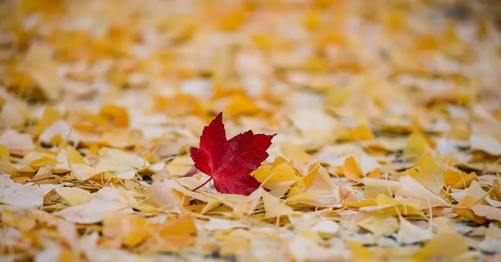 RỒI MỘT NGÀY…