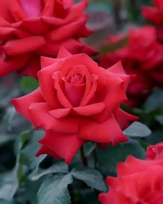 TÌNH YÊU MUÔN THUỞ