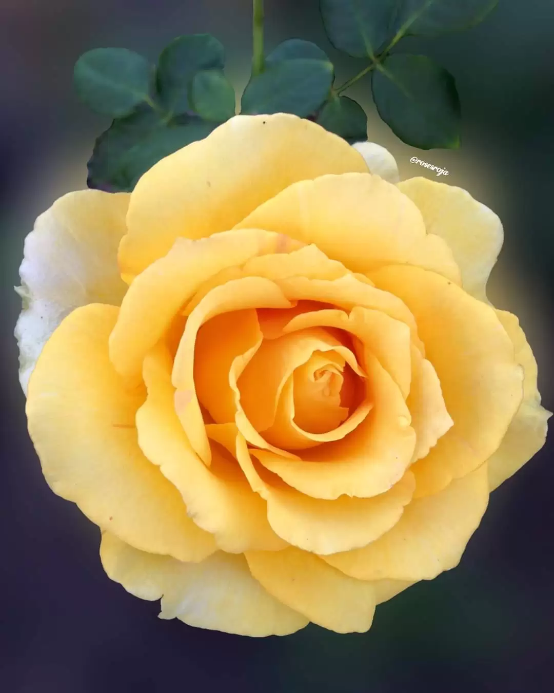 KHI TÌNH YÊU RA ĐI