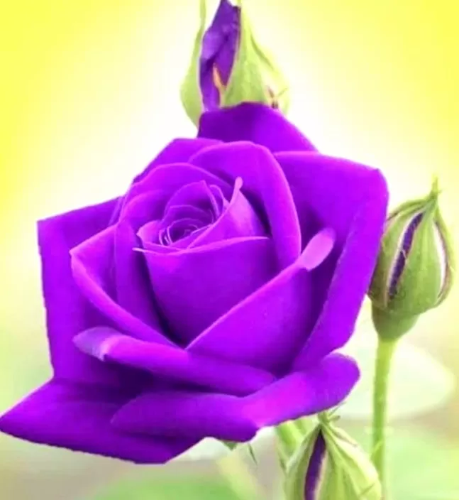 CÂU HẸN ĐÁNH RƠI