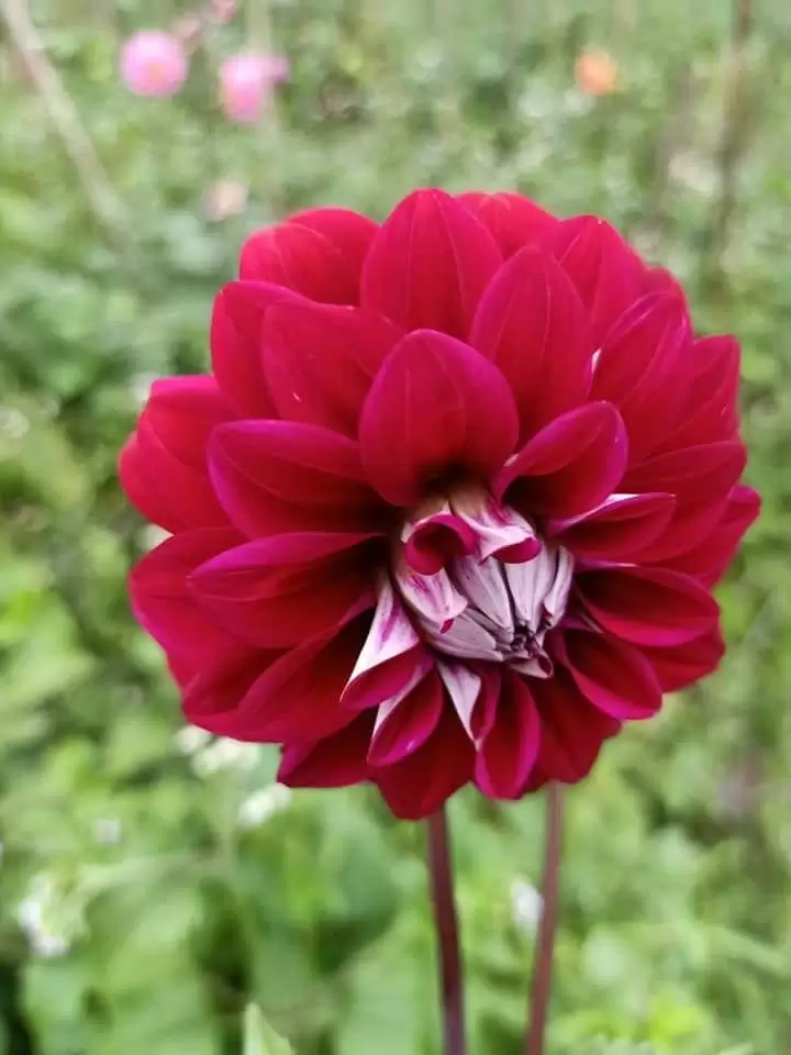 CẢM ƠN NGƯỜI ĐI CÙNG TA MỘT ĐOẠN