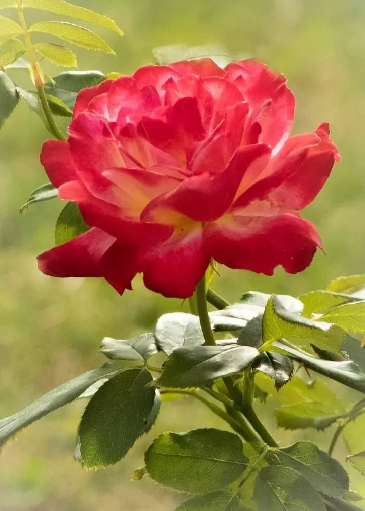 NGHE QUANH MÌNH PHẢNG PHẤT CHÚT NỒNG THƠM