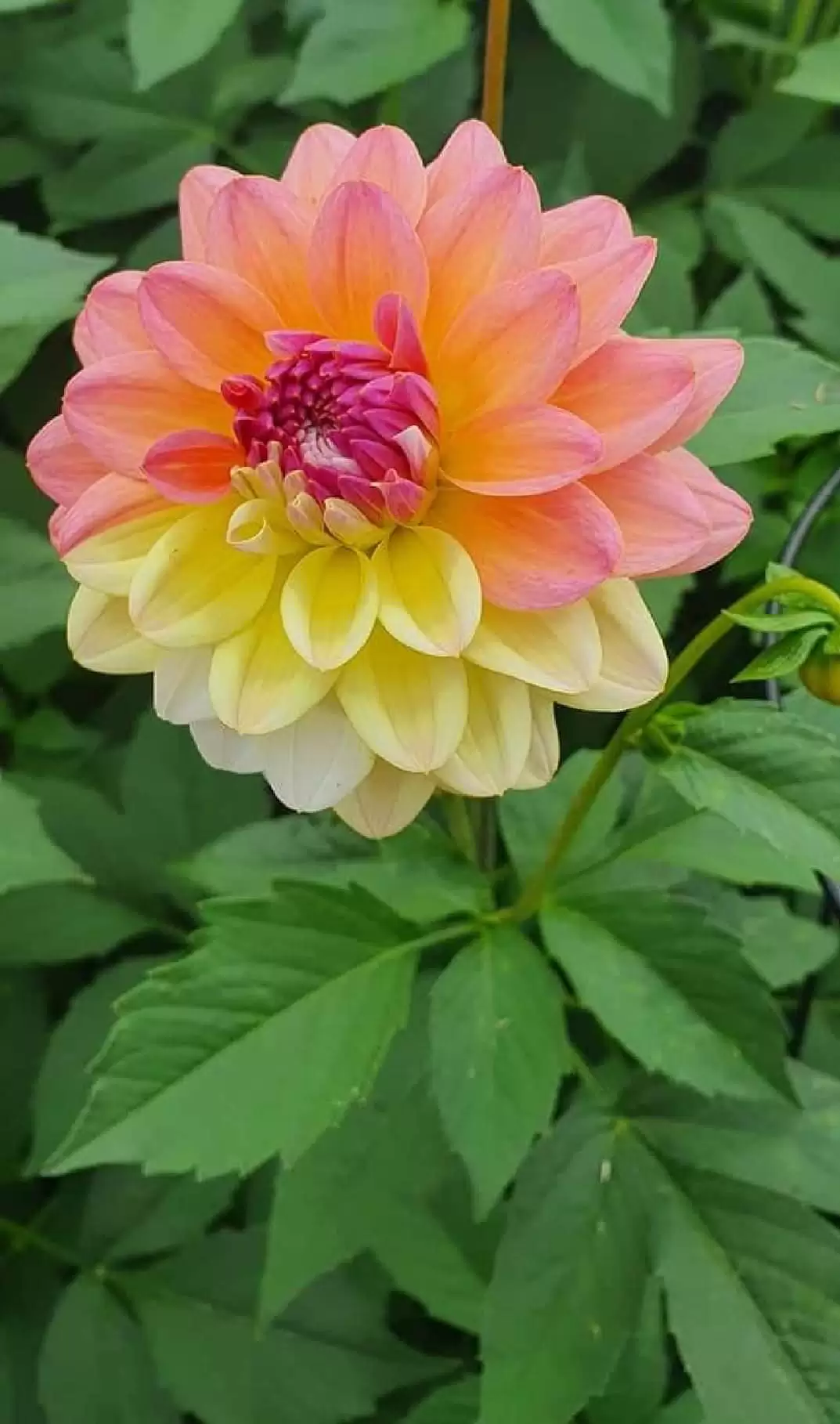 LÒNG TA THÔI QUAY QUẮT