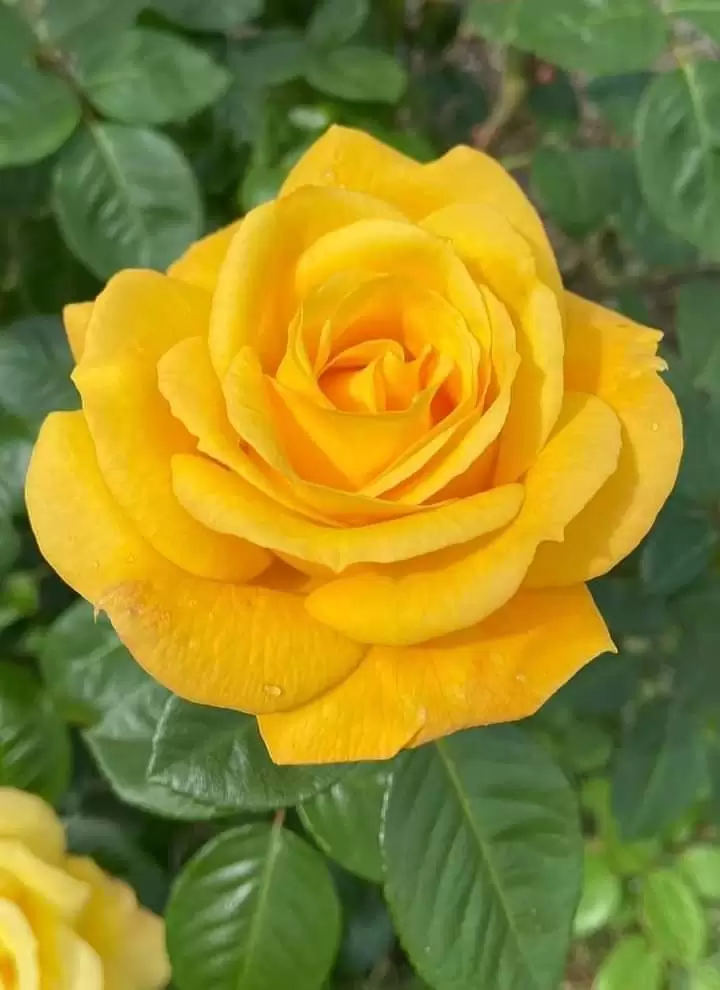 MONG TÌNH CŨ NGỦ YÊN