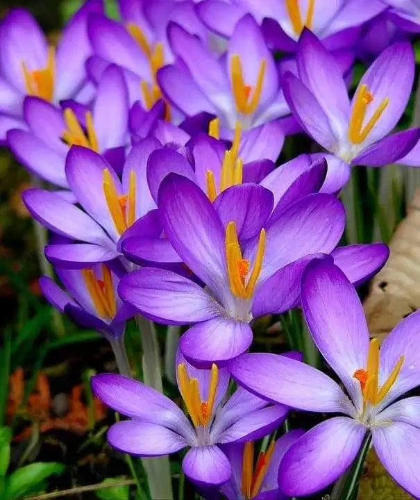 CỐ NHÂN ƠI ANH CÓ HIỂU CHO LÒNG