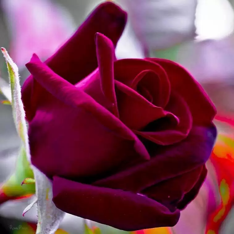 CÓ MỘT NGƯỜI CHỈ ĐỂ NHỚ MÀ THÔI