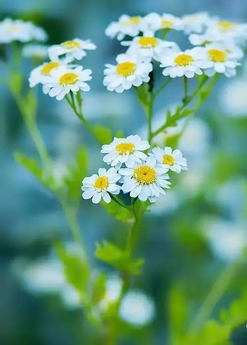 THẦM LẶNG MỘT TÌNH YÊU