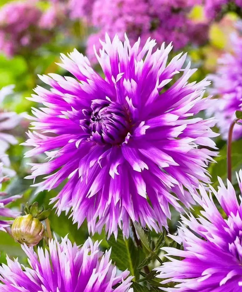 EM ỔN RỒI ANH Ạ!