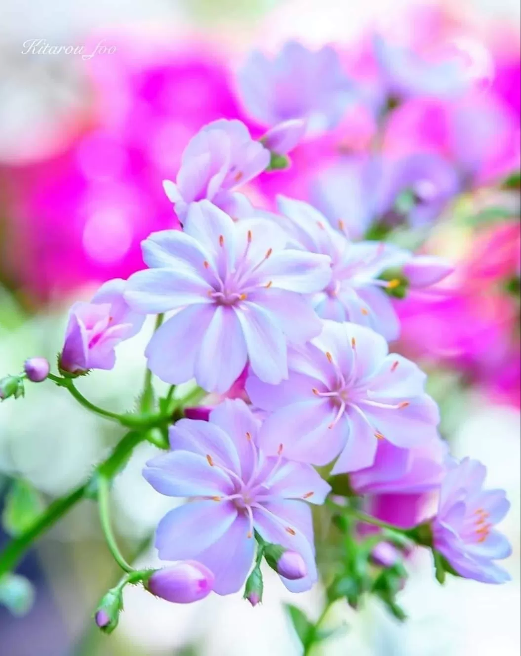 AN NHIÊN CHẲNG Ở ĐÂU XA