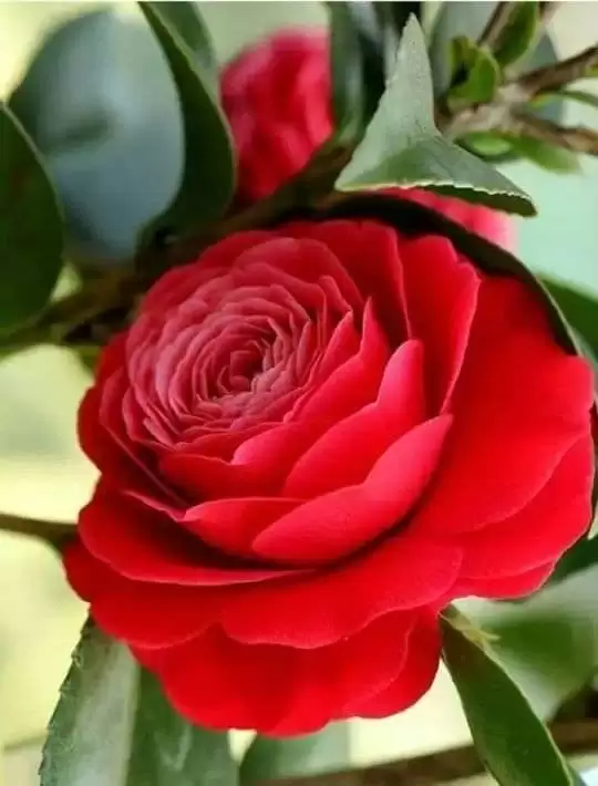 CÒN AI ĐỂ ĐỢI MONG