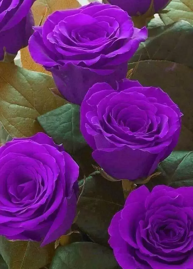 NẾU KHÔNG THỂ, ĐỪNG TRAO NHAU HY VỌNG