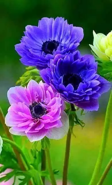 CÓ CÒN THƯƠNG NHỚ EM?