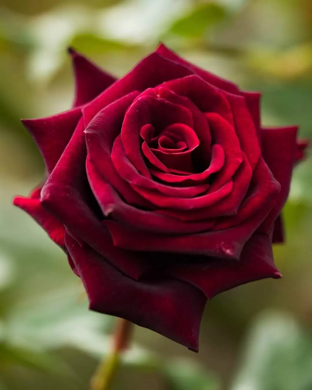 ANH ƠI ! EM YÊU ANH…