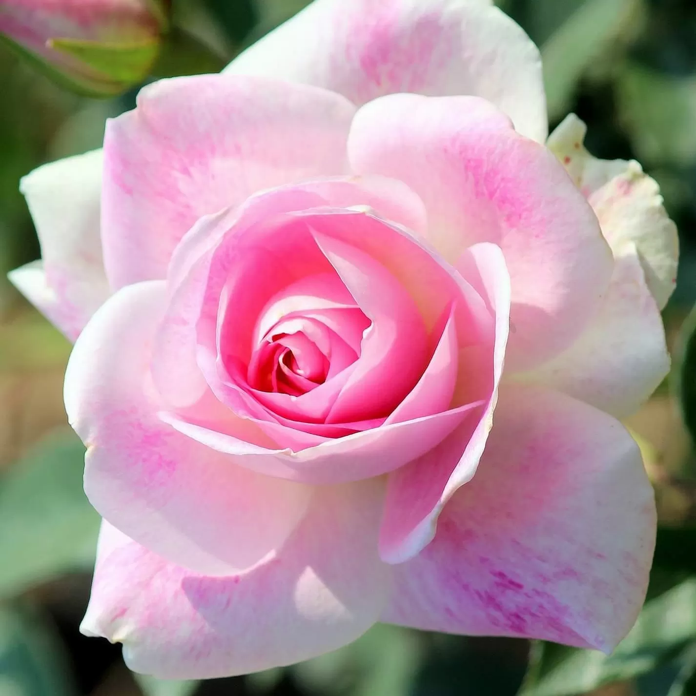 MƯỢN CỦA NGƯỜI DƯNG