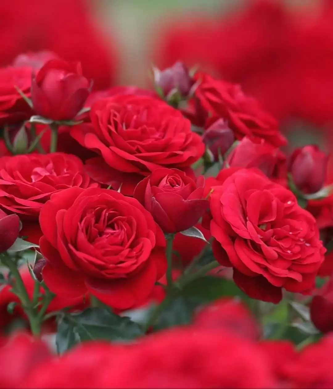 CÓ KHI NÀO ANH TRỞ LẠI TÌM EM