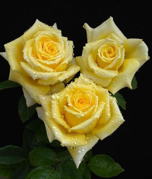 HẠNH PHÚC MUỘN