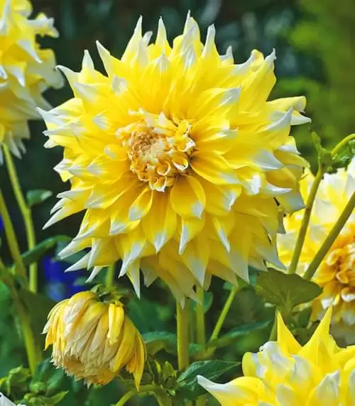 QUÁ KHỨ VỪA TAN