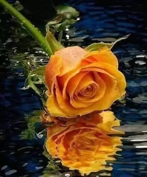 HẠNH PHÚC NHÉ, NGƯỜI THƯƠNG