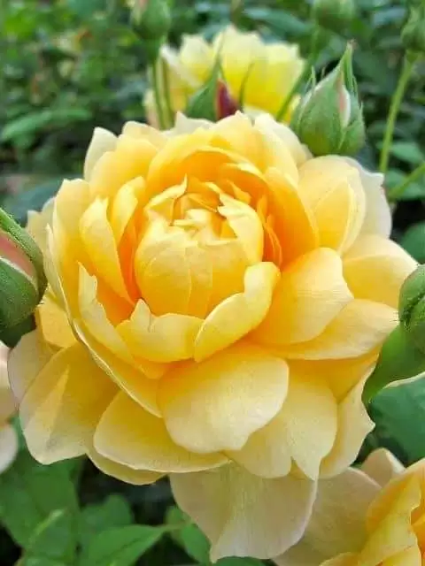 SAO BUỒN CHẲNG PHÔI PHAI