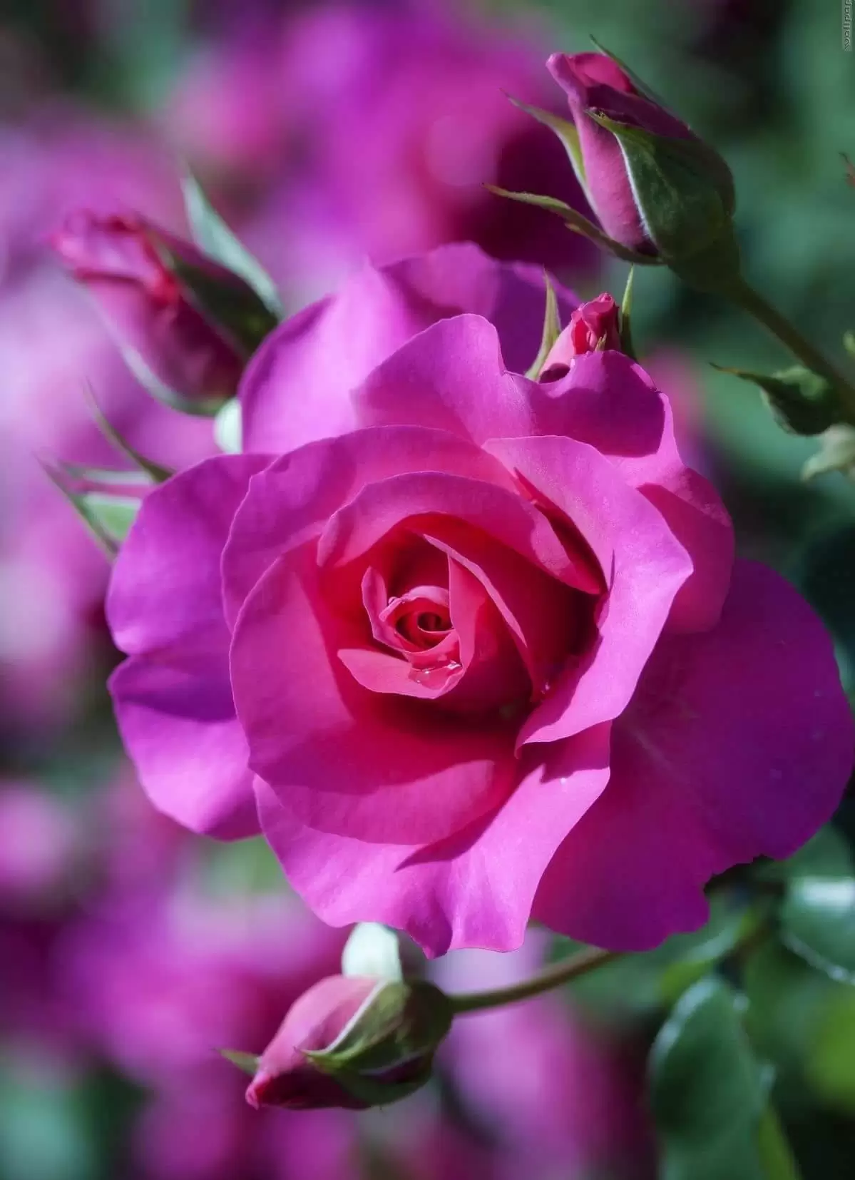 TÔI ĐÃ YÊU RỒI, EM BIẾT KHÔNG?