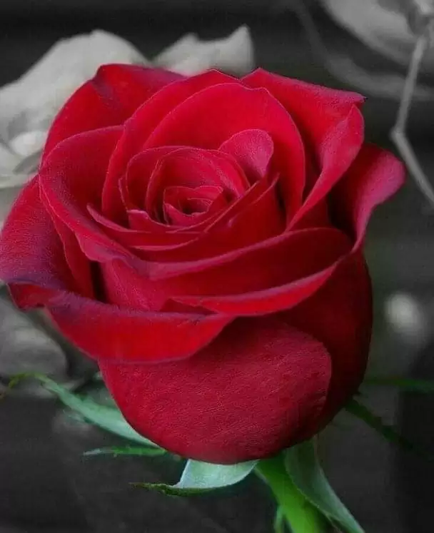 YÊU NHAU NHIỀU SAO VẪN ĐỂ LẠC NHAU