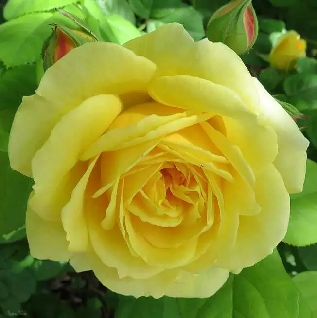 TRẢ LẠI ANH MỘT KHUNG TRỜI NGẬP NẮNG