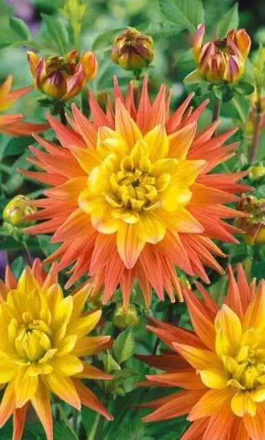 XIN ĐƯỢC LÀM CÂY CỎ