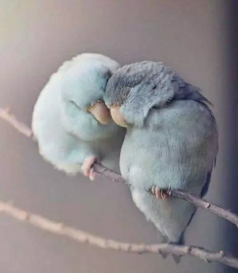 BẠN THÂN ƠI! HÃY TÌM TAO KHÓC NHÉ!