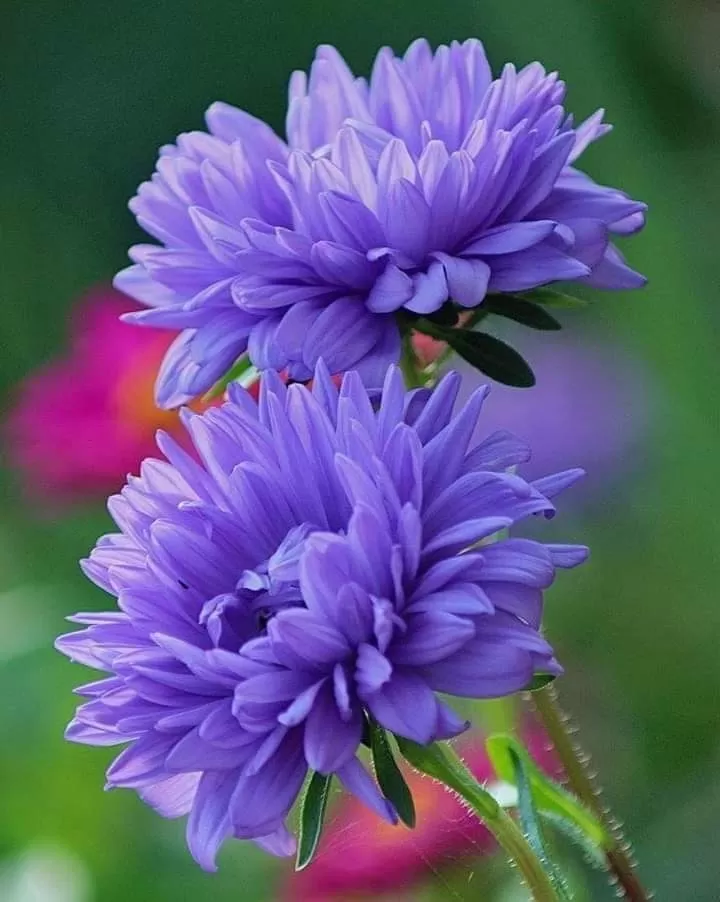 ANH ĐI RỒI EM VẪN KHÔNG THỂ QUÊN