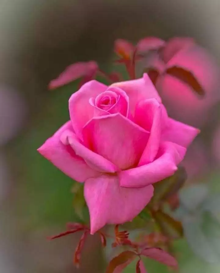 MÀU CỦA NỖI ĐAU