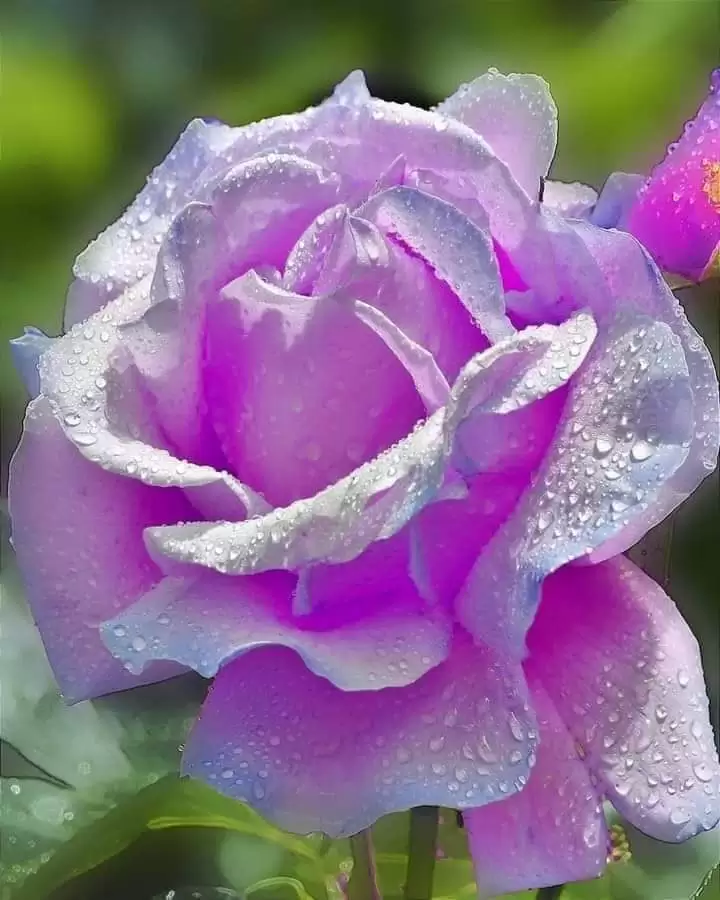 CÓ MỘT NGƯỜI BÂY GIỜ ĐÃ XA