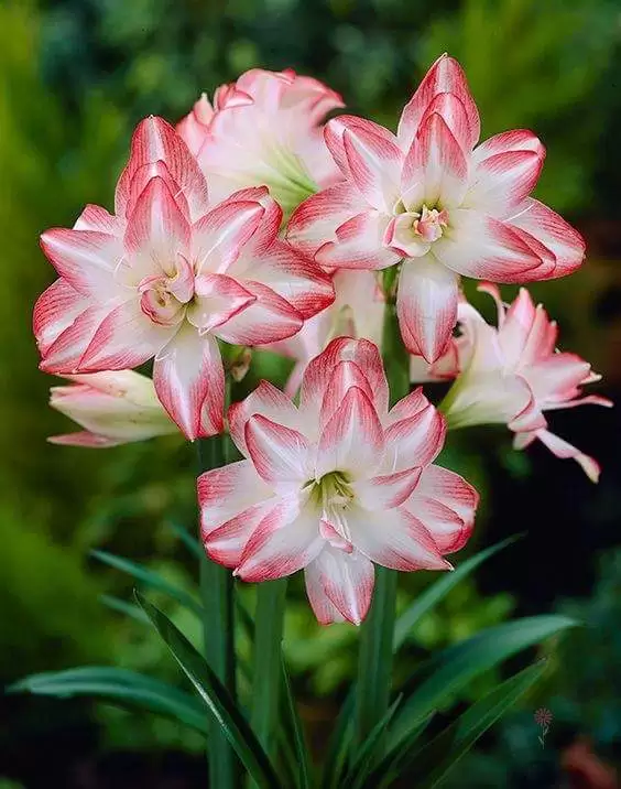 CÓ NHỮNG NGÀY (2)