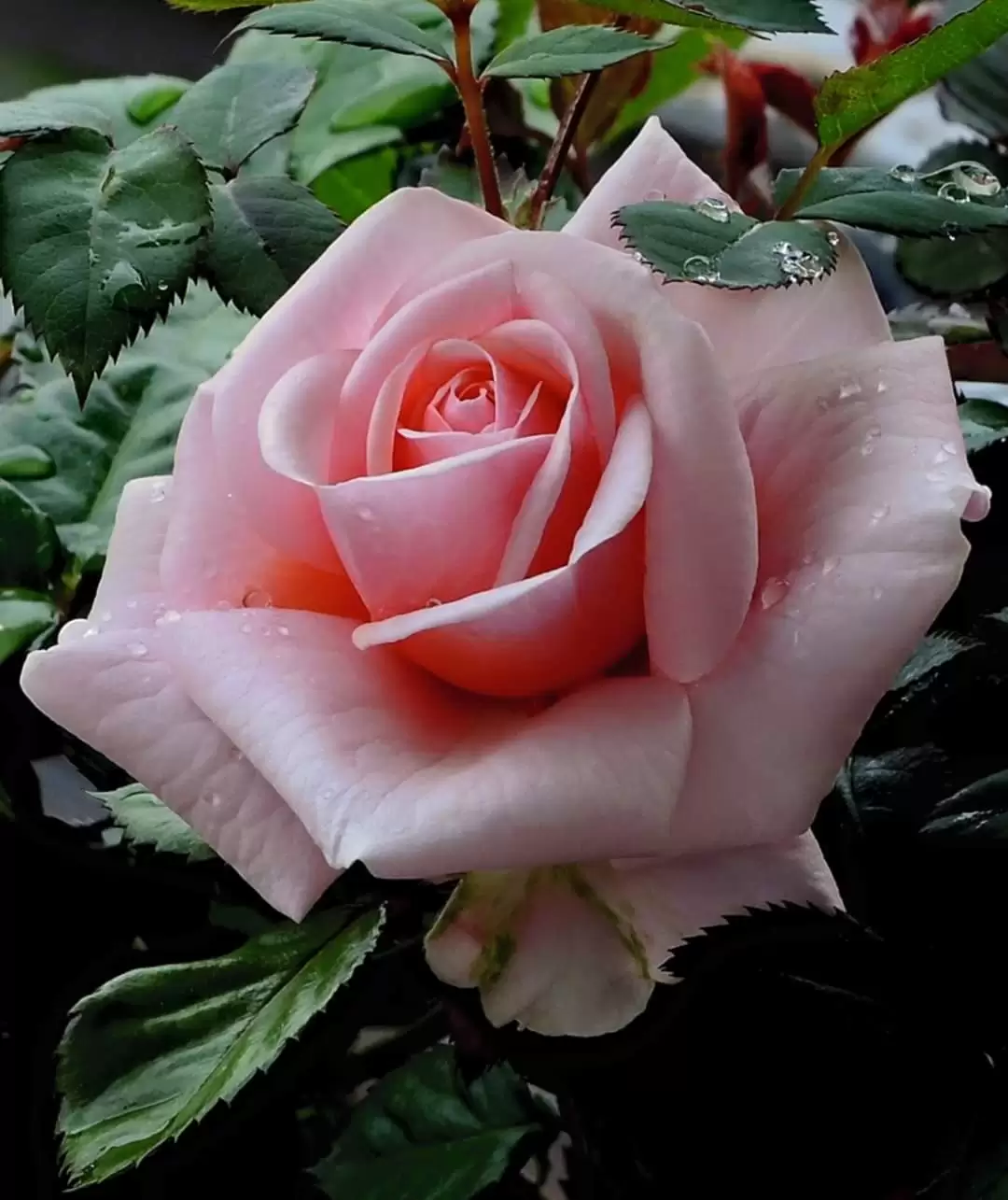 YÊU DẤU À, TA GỌI CỐ NHÂN THÔI