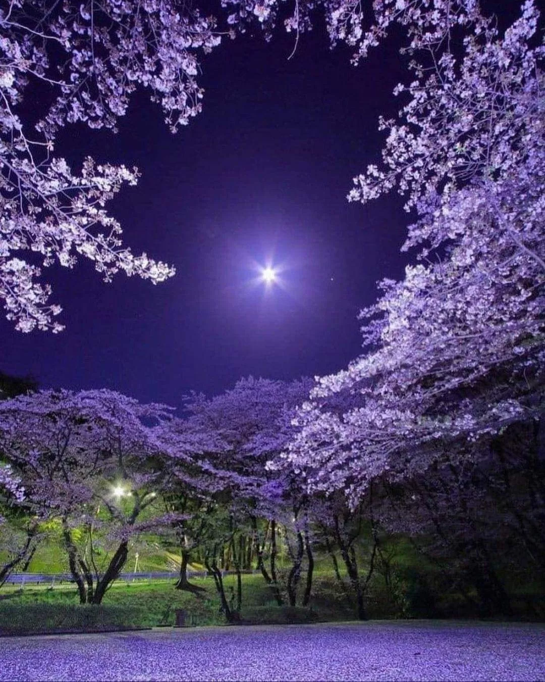 NỬA ĐÊM NHỚ ANH