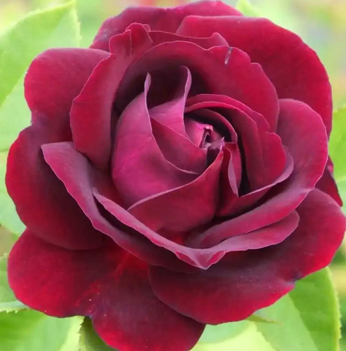 XIN PHÉP ĐƯỢC YÊU ANH