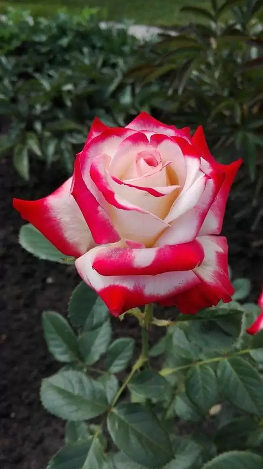 XIN LỖI BẢN THÂN