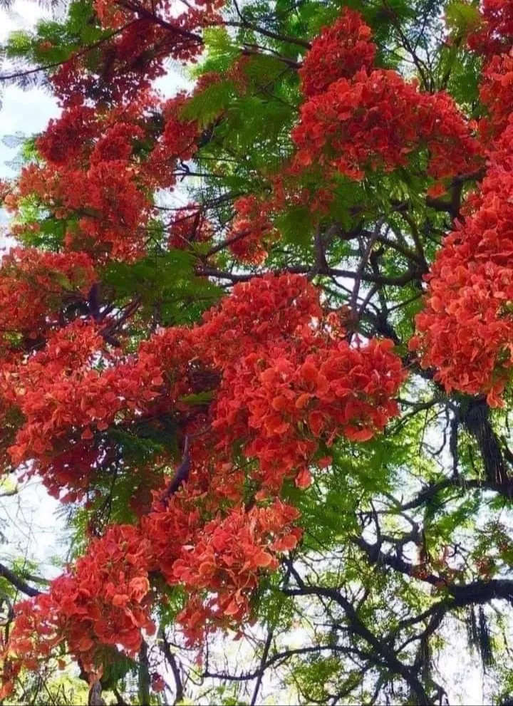 NỖI NHỚ THÁNG 5