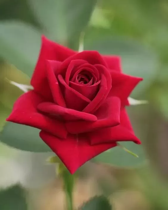 CHỮ THƯƠNG SÓT LẠI