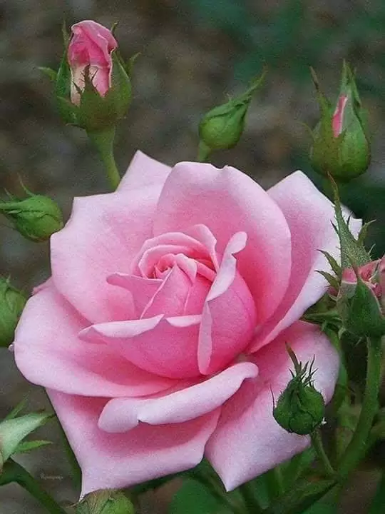 EM CHƯA TỪNG MẠNH MẼ ĐÂU ANH