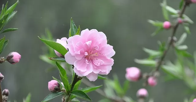 TIẾNG CƯỜI MÙA XUÂN