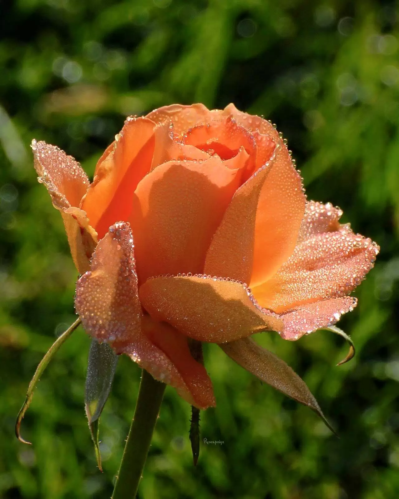 GƯƠNG MẶT THANH XUÂN