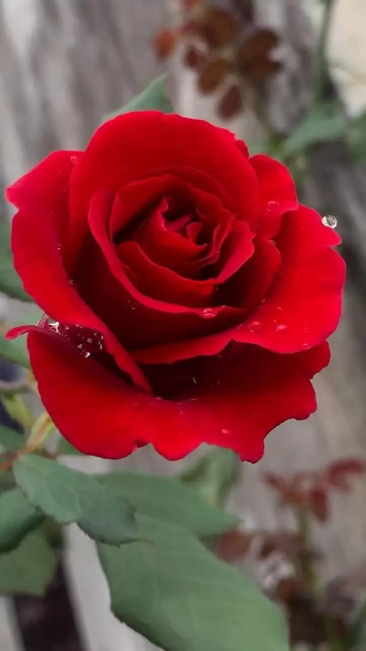 LỠ MỘT MÙA THƯƠNG