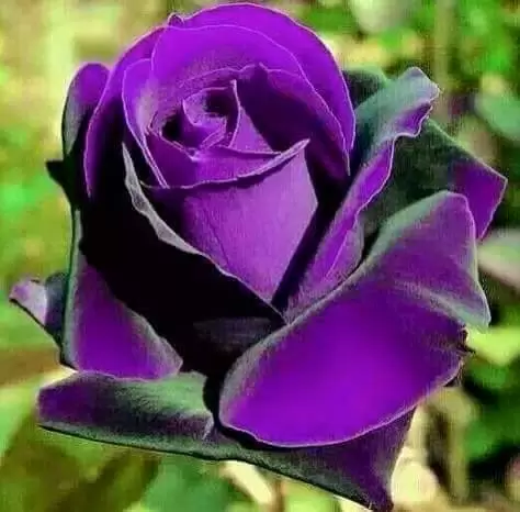 BIẾT BAO GIỜ EM QUÊN