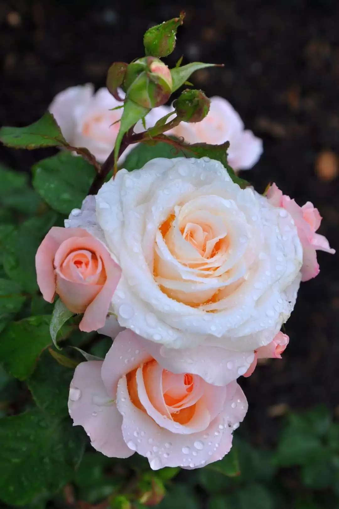 ĐỜI ĐÂU QUÁ DÀI